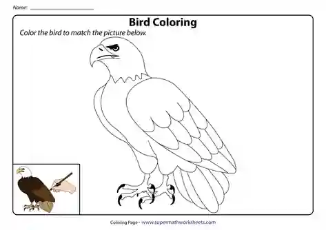 Parrot Colouring In Animals & Birds Coloring & Tracing Worksheets | Free Printables
